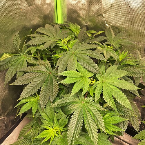 Eine Nahaufnahme einer jungen Cannabispflanze mit mehreren großen, dunkelgrünen Blättern und helleren, neuen Trieben, die aus der Mitte wachsen.