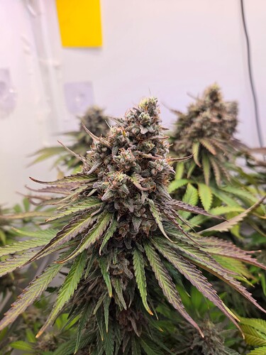 Growreport Bild 2