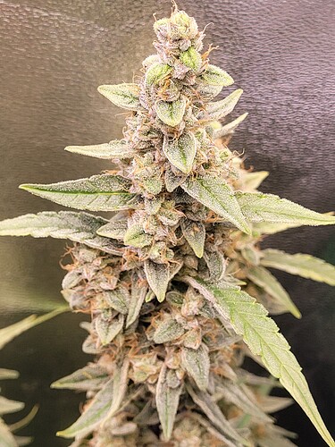 Growreport Bild 28