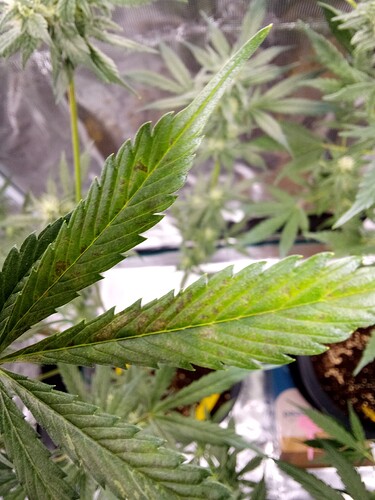 Growreport Bild 30