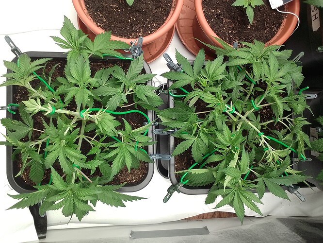 Growreport Bild 4