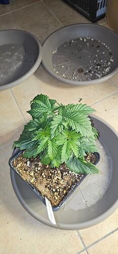 Growreport Bild 35