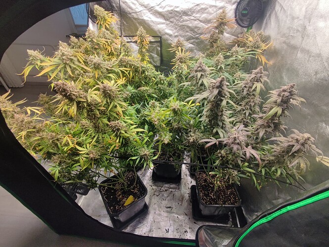 Growreport Bild 11