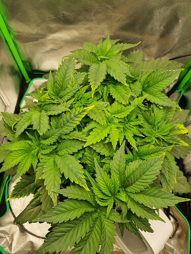 Growreport Bild 4