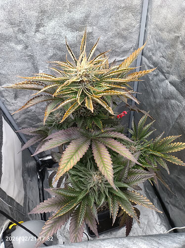 Growreport Bild 10