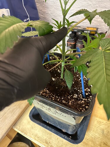 Growreport Bild 91