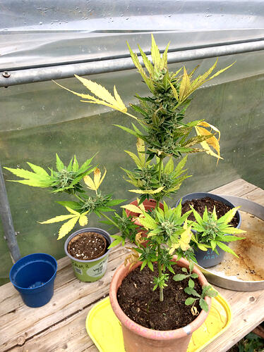 Grow26_0817_04