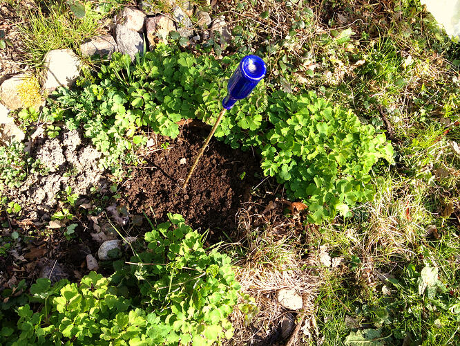 Grow26_0410_sibirien2