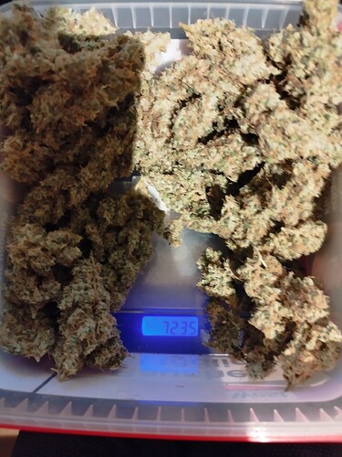 Zwei Haufen getrockneter Cannabis-Buds liegen auf einer Waage, die 72,35g anzeigt.