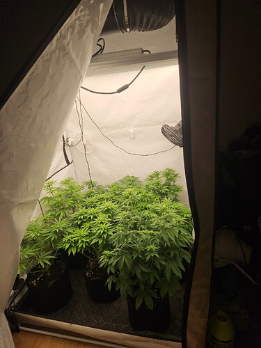 Growreport Bild 3