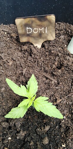 17450593202024719673952443672072