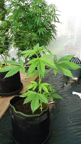 Growreport Bild 3