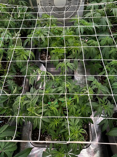 Growreport Bild 6