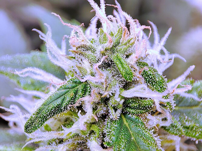 Growreport Bild 20