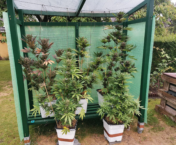 Lucky Hemp LT72 (3)