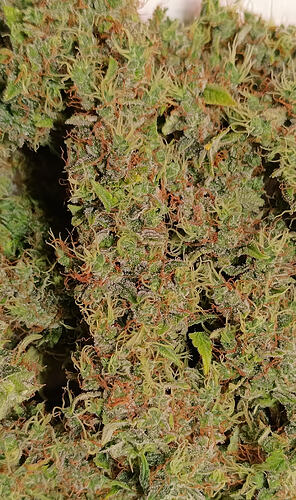 Growreport Bild 14