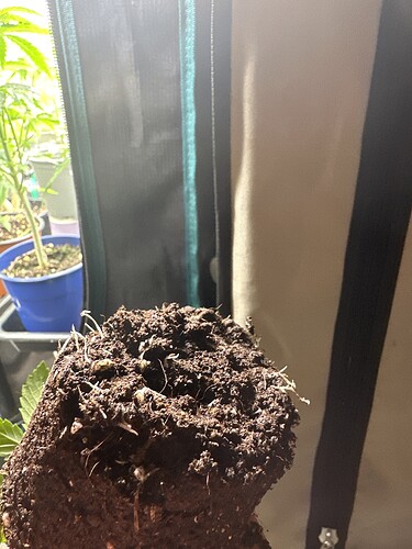 Growreport Bild 4