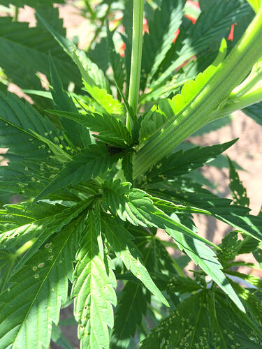 Grow26072508