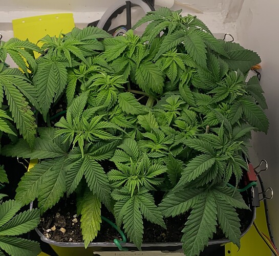 Growreport Bild 4