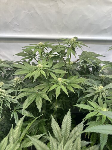 Growreport Bild 17