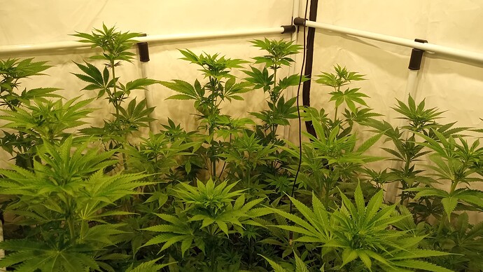 Growreport Bild 55