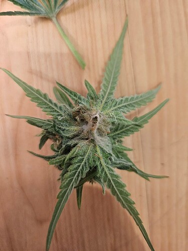 Growreport Bild 37