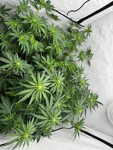 Growreport Bild 4