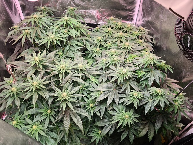 Growreport Bild 3