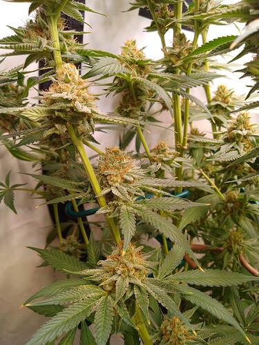 IMG_20240730_032206_642