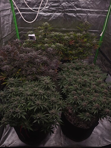Growreport Bild 8