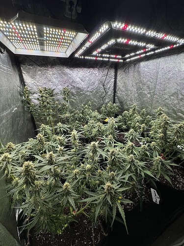 Growreport Bild 1