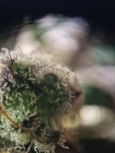 Growreport Bild 42