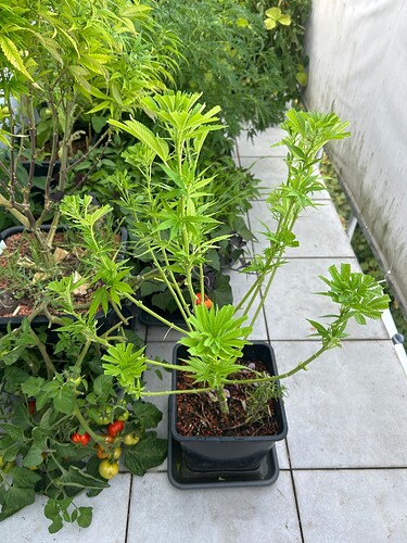Growreport Bild 84