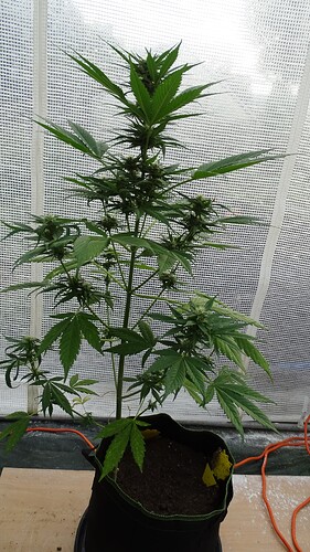 Growreport Bild 1