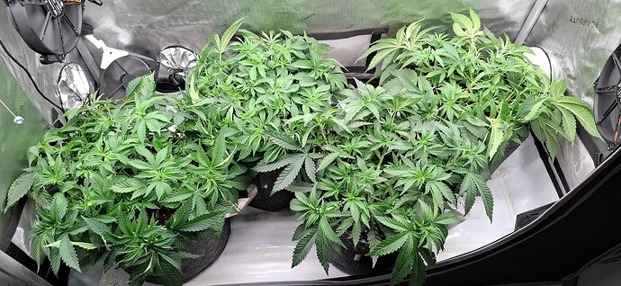 Growreport Bild 1