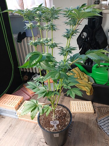 Growreport Bild 1