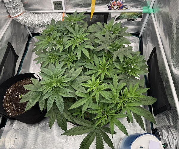 Growreport Bild 9