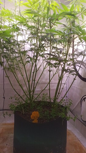 Growreport Bild 5