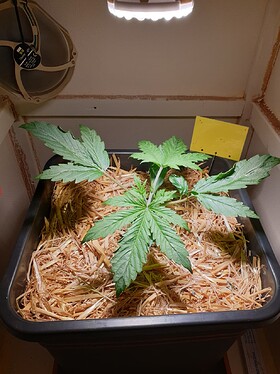 Purple Punch tag_16_2