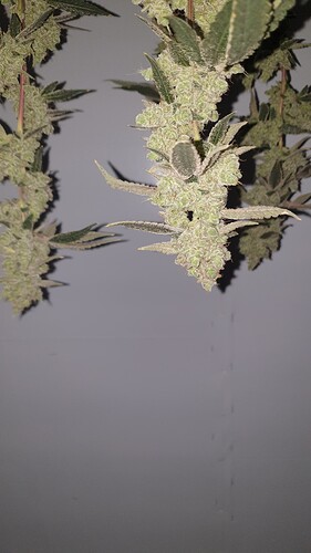 Growreport Bild 2