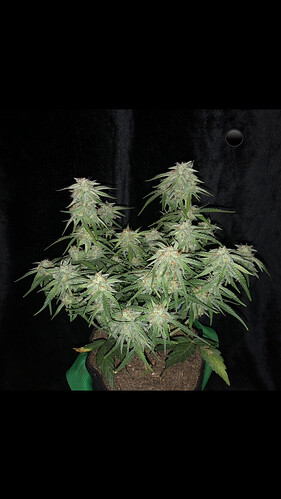Growreport Bild 21
