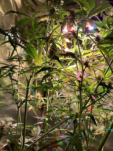 Growreport Bild 3