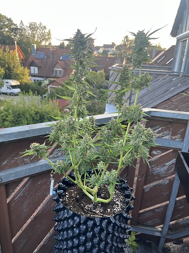 Growreport Bild 1