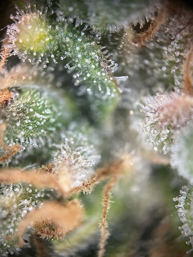 Growreport Bild 12