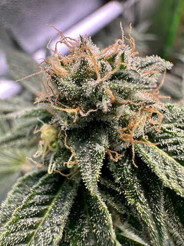 Growreport Bild 16