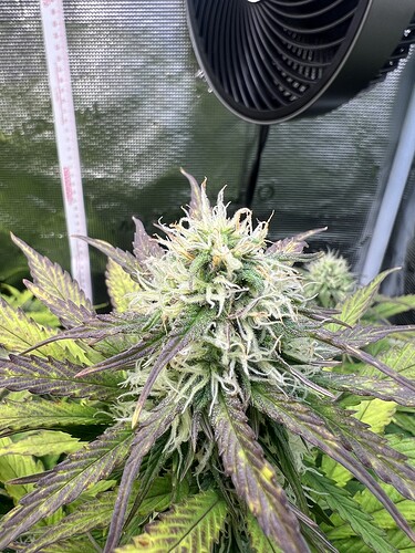 Growreport Bild 16