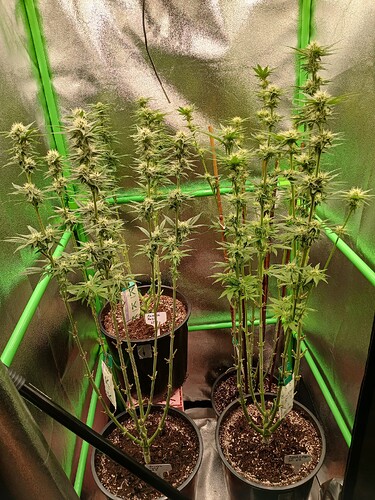 Growreport Bild 40