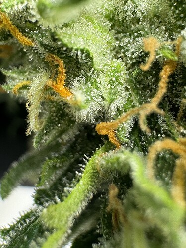 Growreport Bild 51