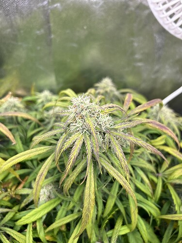 Growreport Bild 8