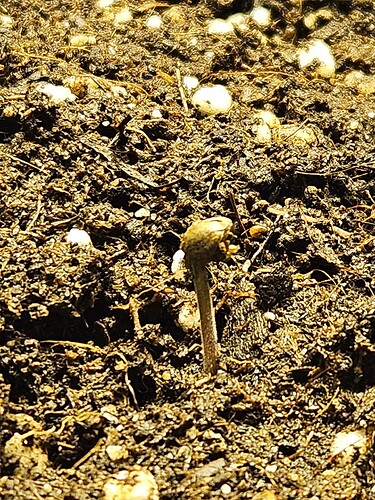 Growreport Bild 40